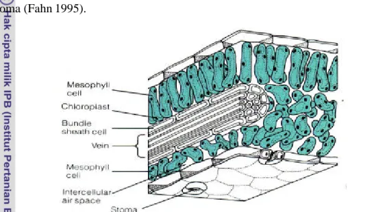 Gambar 2  Struktur anatomi daun tanaman C3 (Beecker et al. 2000) 