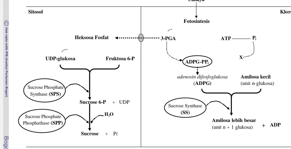 Gambar  10  Hubungan antara cahaya, fotosintesis,  dan  enzim  (diberi  lingkaran)  yang berperanan dalam mengkatalisis proses  pembentukan  pati di kloroplas dan sukrosa di sitosol; ADPG-PPi = adenosine difosfoglukosa pirofosforilase  (dirangkum dari Sali