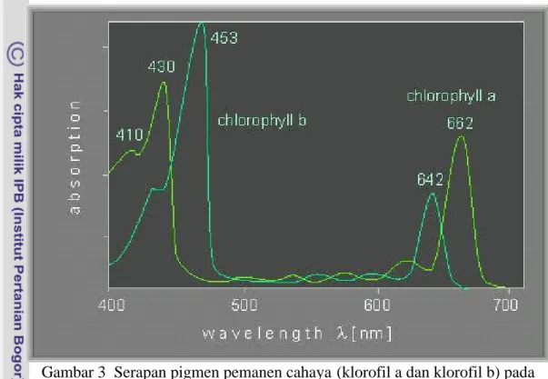 Gambar 3  Serapan pigmen pemanen cahaya (klorofil a dan klorofil b) pada        panjang gelombang 400 – 700 nm (Beecker et al