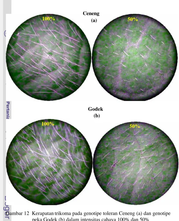Gambar 12  Kerapatan trikoma pada genotipe toleran Ceneng (a) dan genotipe  peka Godek (b) dalam intensitas cahaya 100% dan 50% 