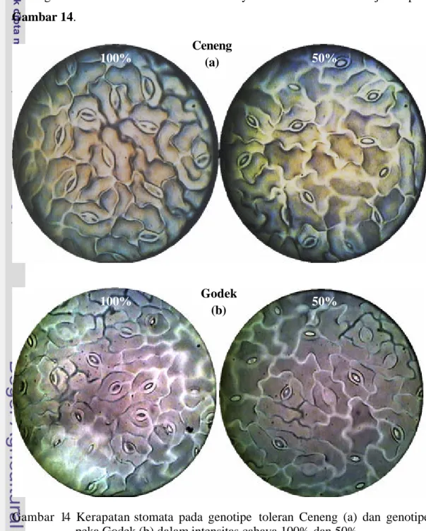 Gambar 14  Kerapatan stomata pada genotipe  toleran Ceneng (a) dan genotipe  peka Godek (b) dalam intensitas cahaya 100% dan 50% 