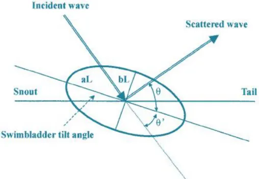 Gambar 7 Geometri Gelembung renang untuk model Soft Spheroid (Yasuma et.al 2003) 