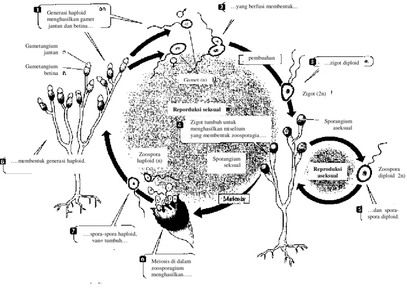 Gambar 4.1.2  Diagram  siklus  hidup Allomyces  merupakan  jamur  akuatik  dari  kelompok  Chydridiomycota,  tampak  baik  pada  fase  reproduksi  seksual  maupun  aseksual  masih  ditemukan  adanya  fase  berflagela,  hal  inilah  menjadi  petunjuk  bagi 