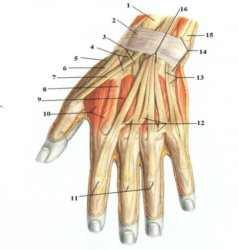 Gambar 2.3 Otot-otot tangan bagian dorsal   Sumber : Putz and Pabs, 2008 