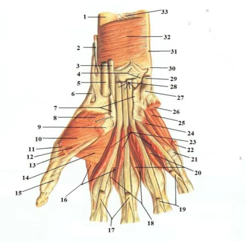 Gambar di bawah ini menjelaskan tentang otot-otot tangn bagian  palmar, berikut :  