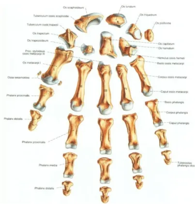 Gambar 2.2 Tulang-tulang tangan   Sumber : Putz and Pabst, 2008 