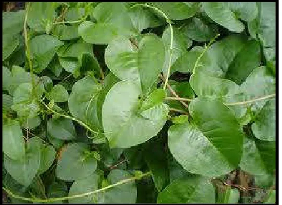 Gambar 2.2 Binahong (Anredera cordifolia) 