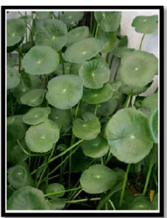 Gambar 2.3 Pegagan (Centella asiatica) 
