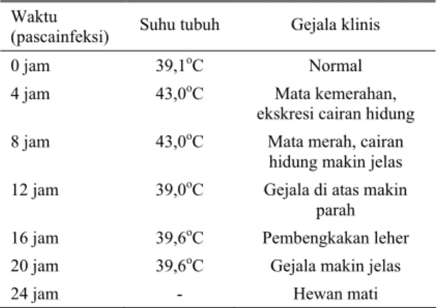 Tabel 1. Perubahan yang terjadi pada kerbau, setelah  diinfeksi dengan 1 ml kultur P. multocida yang  mengandung 4 x 10 8  CFU 