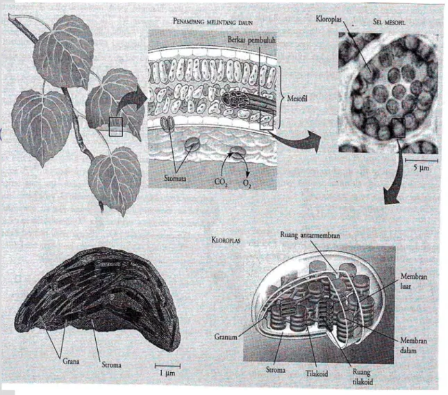 Gambar 1. Struktur kloroplas sel tanaman (Campbell et al 2002) 