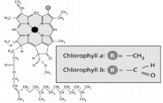 Gambar 2. Rumus molekul klorofil a dan klorofil b  
