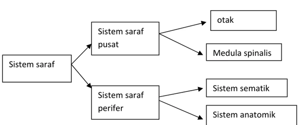 Diagram 2.1 Sistem Saraf Otak 