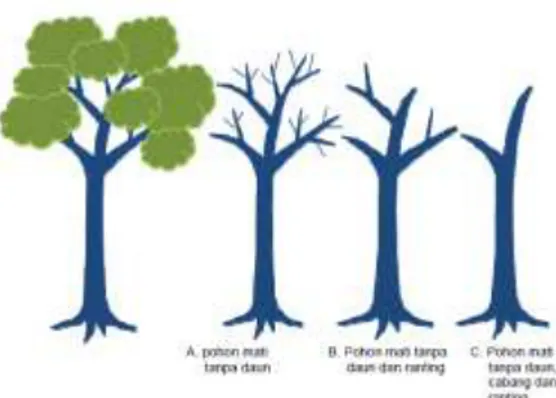 Gambar 7.  Tingkat keutuhan pohon mati  3.4.3.2 Pengukuran biomasa kayu mati 