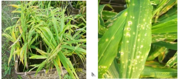 Gambar 3. a. Tanaman Jahe merah dengan gejala serangan penyakit  bercak daun                             (Barus dan Hapsoh, 2009)