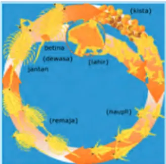 Gambar 9 : Siklus Artemia Sumber: www.google.com