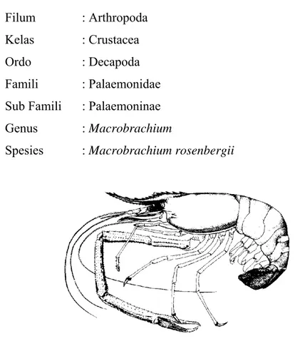 Gambar 1. Morfologi udang galah (Sumber : FAO 2002) 