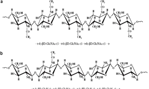 Gambar 2.   Struktur  kimia  (a)  chitin dan (b) chitosan                         (Prashanth dan  Tharanathan 2007)