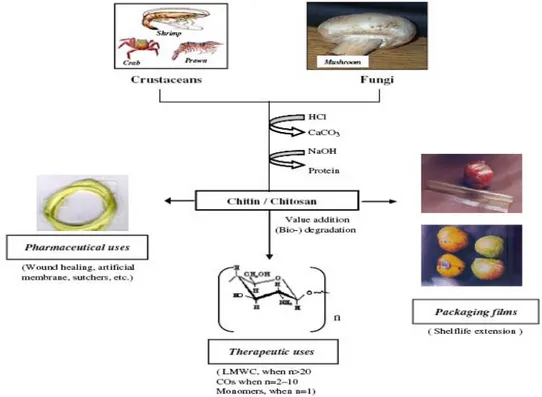 Gambar 3.   Diagram  cara  pembuatan  chitin dan chitosan, serta beberapa  pemanfaatan dan penggunan chitin dan chitosan  (Prashanth dan  Tharanathan 2007) 