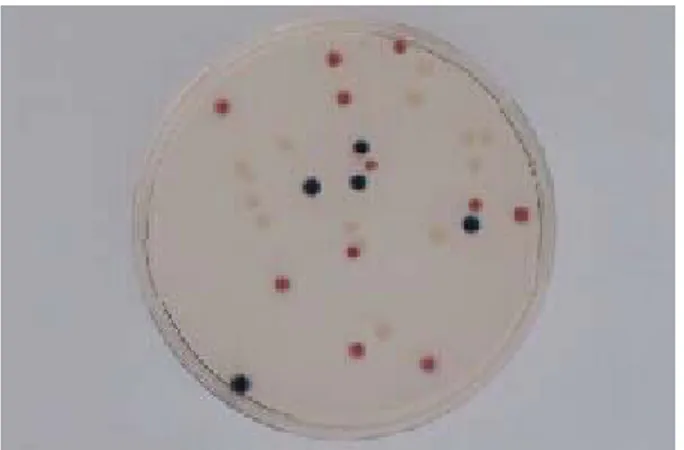 Gambar 5. Bakteri yang teridentifikasi pada media chromocult  a. merah (Citrobacter freunii) 