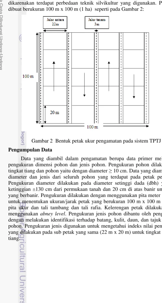 Gambar 2  Bentuk petak ukur pengamatan pada sistem TPTJ   Pengumpulan Data 