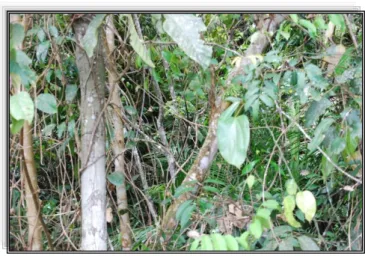 Gambar 12. Kondisi hutan Taman Nasional Tesso Nilo yang belum terganggu 