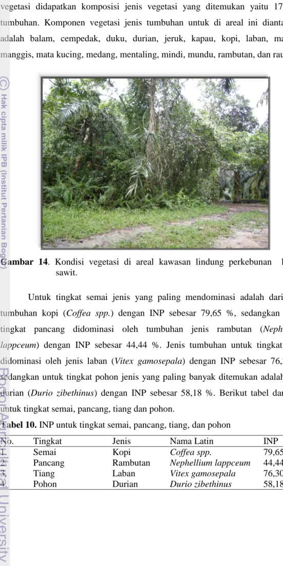 Gambar  14.  Kondisi  vegetasi  di  areal  kawasan  lindung  perkebunan    kelapa    sawit