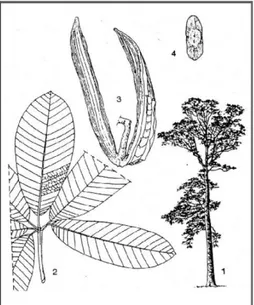 Gambar  1  Jelutung  (Dyera  costulata  (Hook.  f.)).  ket:  (1)  pohon;  (2)  daun;  (3)  buah; (4) benih