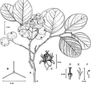 Gambar  2  Tumih  (Combretocarpus  rotundatus  (Miq.)  Danser).  ket:  (A)  ranting- ranting-daun yang berbuah ; (B) buah potongan melintang ; (C) bunga ; (D) bunga  tanpa kelopak, mahkota  dan benang sari; (E) mahkota bunga;  (F) benang  sari     4cm3cm3c