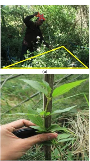 Tabel 3. Dominansi spesies tumbuhan asing invasif di kawasan revitalisasi hutan blok Argowulan 
