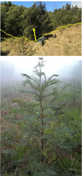 Gambar 4.  Paitan (Tithonia diversifolia) 