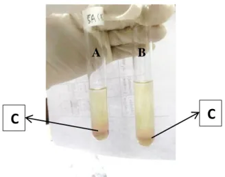 Gambar 29. Hasil pengujian pembentukan indol  Keterangan:  A. Staphylococcus aureus (Positif) 