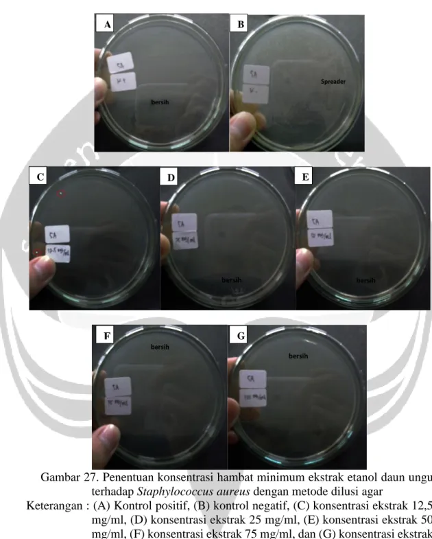 Gambar 27. Penentuan konsentrasi hambat minimum ekstrak etanol daun ungu  terhadap Staphylococcus aureus dengan metode dilusi agar 