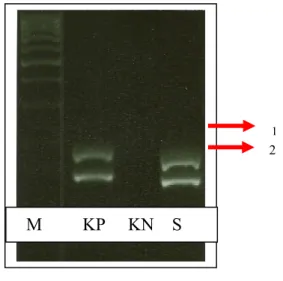 Gambar  2.  Hasil  Pembacaan  Penggandaan  Produk  DNA  Pada  Sampel  No.002  Dengan  Teknik  PCR   