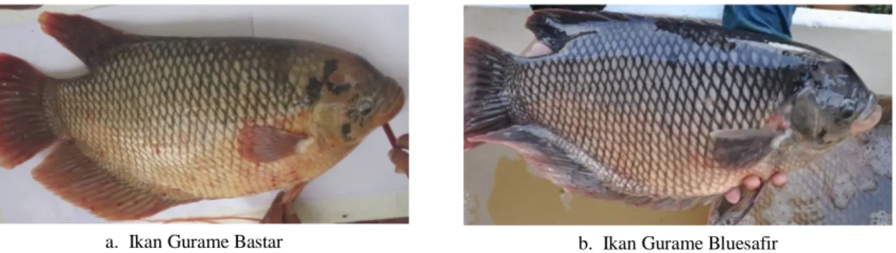 Gambar 1.  Dua jenis Ikan Gurame yang digunakan dalam percobaan (Two types of giant gouramy used in the  experiment) 