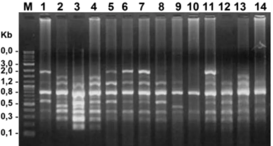 Gambar 1.   Elektroforesis DNA produk PCR-RAPD ikan kerapu macan yang tahan/hidup (no