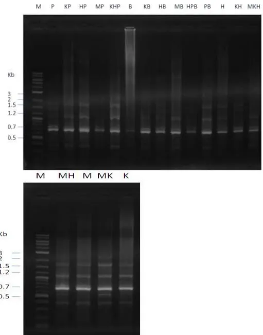 Gambar  4.        Elektroforesis    DNA    produk    PCR-RAPD    induk  ikan  kerapu  macan  menggunakan    primer  YNZ-22;  M: penanda dengan  panjang   fragmen DNA ditunjukkan di sebelah  kiri gambar dalam unit kilobase (kb) (P--- K :  kode sampel) 