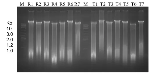 Gambar 1.  Elektroforesis DNA  yang diekstraksi  dari sirip ekor ikan kerapu macan yang rentan (R1- (R1-R7)  dan  yang  tahan  (T1-T7)