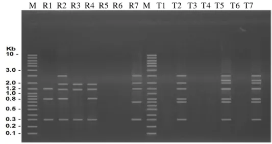 Gambar 5.  Elektroforesis DNA produk PCR-RAPD ikan kerapu macan yang rentan (R1-R7) dan yang  tahan (T1-T7) dengan menggunakan primer UBC-457 M : penanda dengan panjang fragmen  DNA ditunjukkan disebelah kiri gambar dalam unit kilobase (kb)