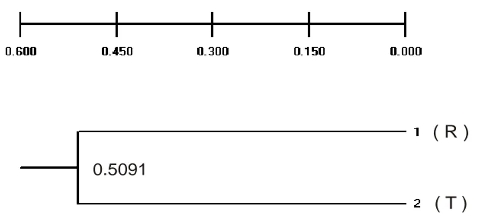 Gambar 7 : Dendogram  individu  ikan  kerapu  macan  yang  rentan (1,2,3,4,5,6,7) dan tahan (8,9,10,11,12,13,14) terhadap , hasil amplifikasi menggunakan 3 primerV