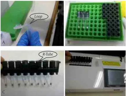 Gambar 2. Tahap  amplifikasi  pada  portabel-PCR  menggunakan  loop  untuk  mengambil  template  DNA/RNA  sebesar  1  mikroliter  (A), dipindahkan ke dalam R-tube/tabung R amplifikasi (B),  ditempatkan  pada  holder  dan  ditutup  dengan  baik  (C),  selan