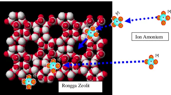 Gambar 8.   Skema Proses Terjadinya Pengikatan Ion Amonium ke dalam                       Rongga Zeolit 