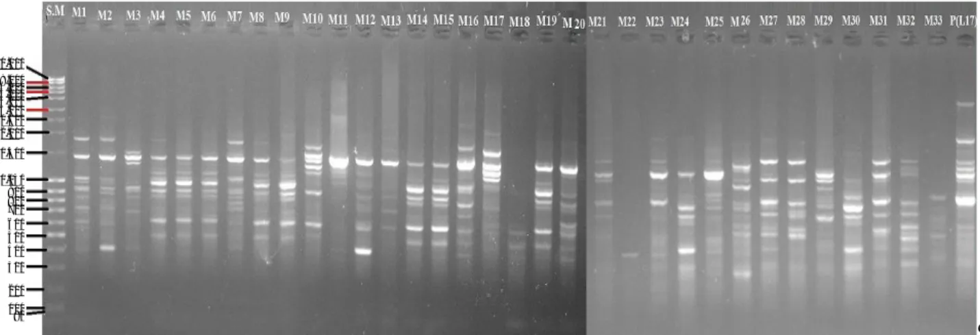 Gambar 2.  Pola pita RAPD generasi M 7  galur mutan (M 1 -M 33 ) dan kultivar tetua (L17) mengunakan primer OPA-09