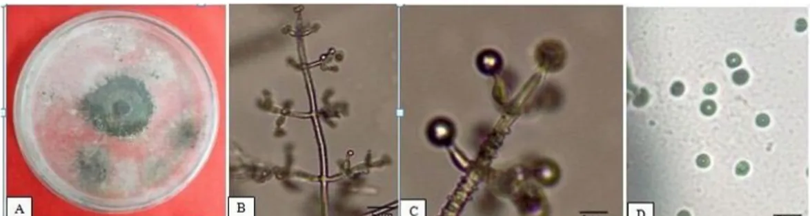 Gambar 1. Jamur T. viride yang diisolasi pada jaringan tanaman melon  (A) biakan jamur umur 7  hari