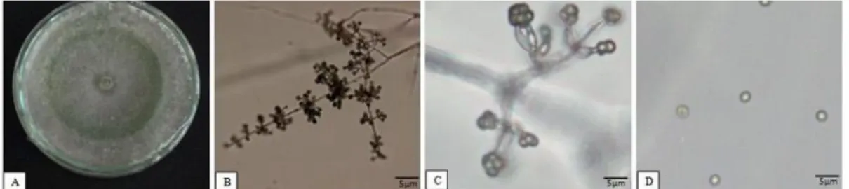 Gambar 2. Jamur T. harzianum yang diisolasi pada jaringan tanaman melon  (A) biakan jamur umur 7 hari