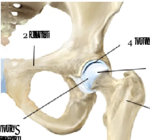 Gambar 2.1. Hip joint Normal [6].