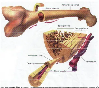 Gambar 2.2. Komposisi dari struktur tulang femur [7].