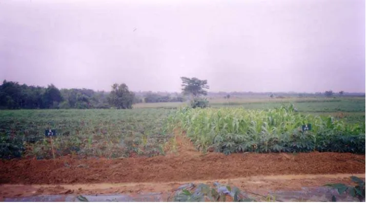 Gambar 3  Pertumbuhann jagung dau perlakuan Pt alam) dan 4 (SP-36) umbulan.   tanaman ubi kay7 (fosfaPur ±2 
