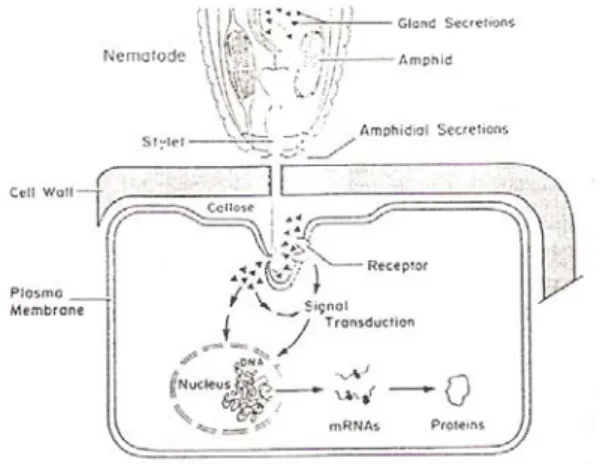 Gambar 2. Skema interaksi nematoda dengan  feeding site (Williamson &amp; 