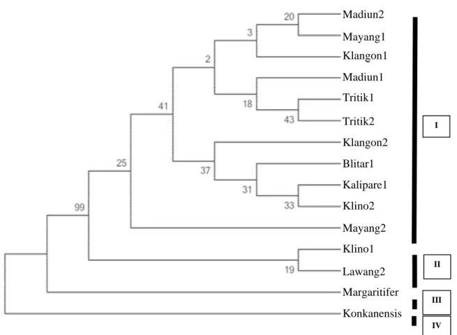 Gambar 1. Pohon Maximum Parsimony dari 13 Individu Porang dan outgroup  Perbedaan genetik pada sub-klad kedua 