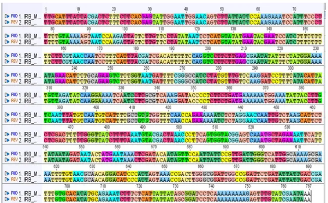 Gambar 4.  Barcode DNA hasil penjajaran dari sekuens forward dan reverse matK tumbuhan pangi